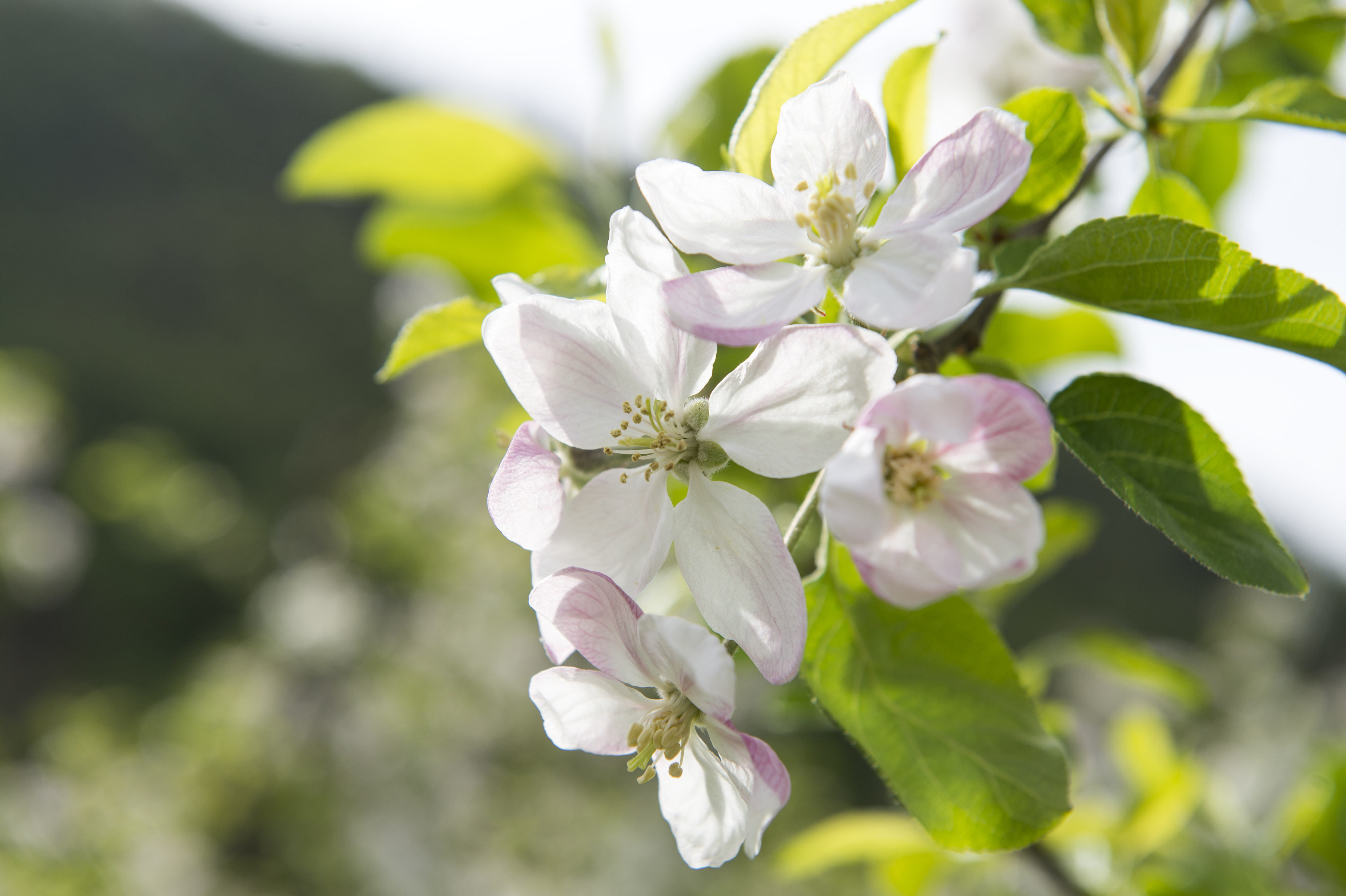 Der Frühling in Burgstall Südtirol